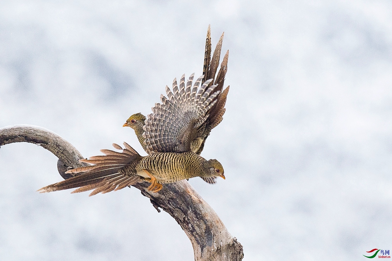 XCG_0676 - ����.jpg