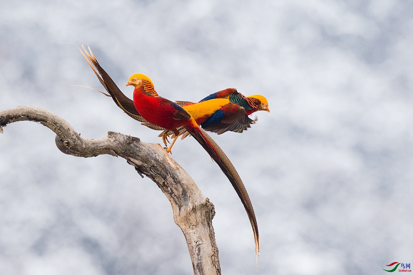 XCG_3362 - ����.jpg