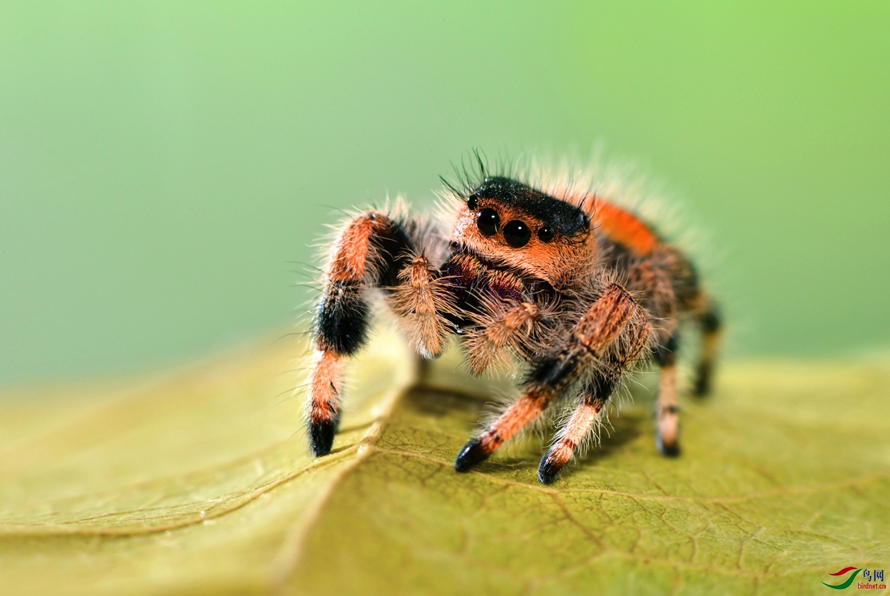 DSC_1991 �������� ����.jpg