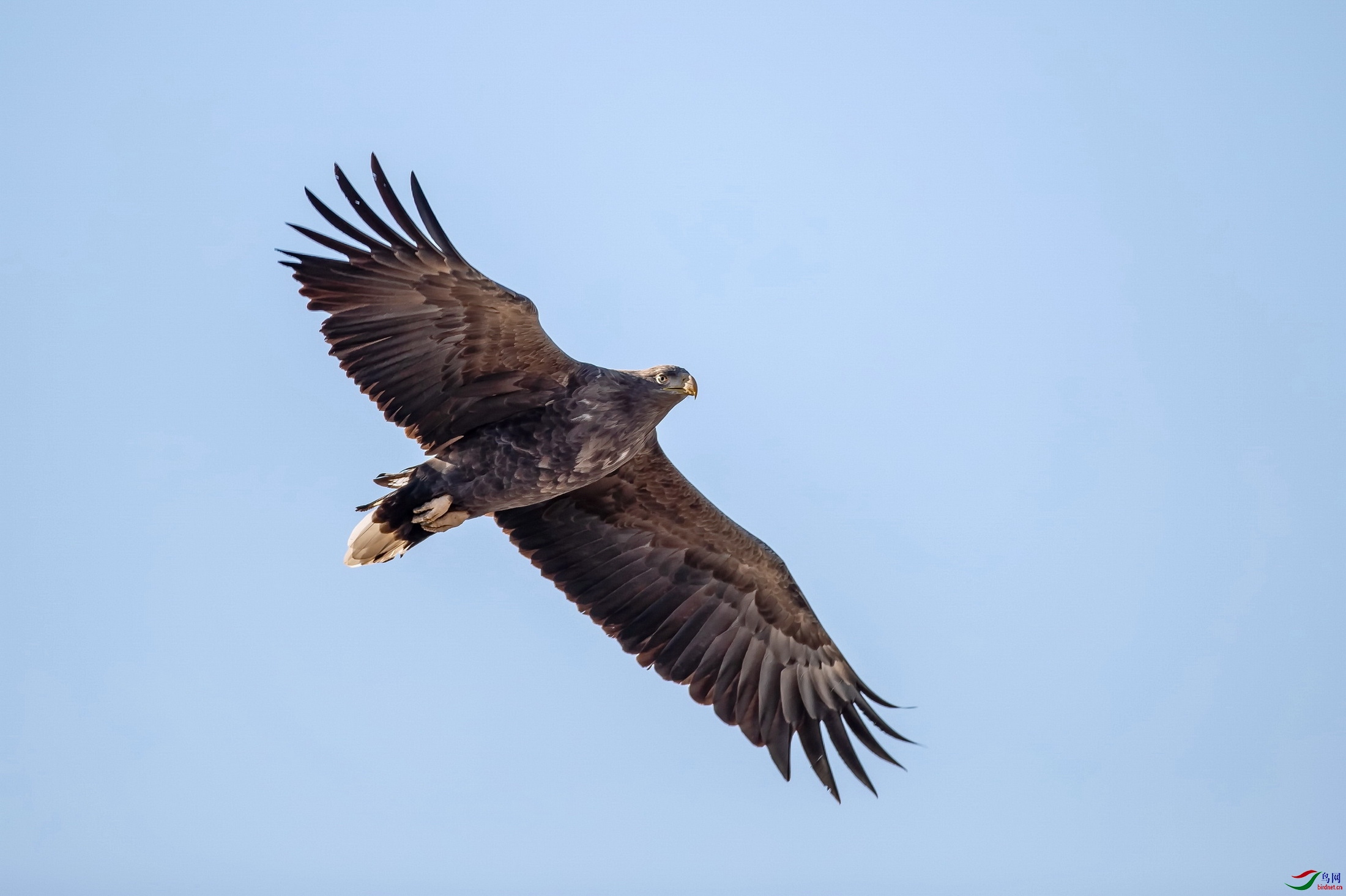 翱翔的白尾海雕.