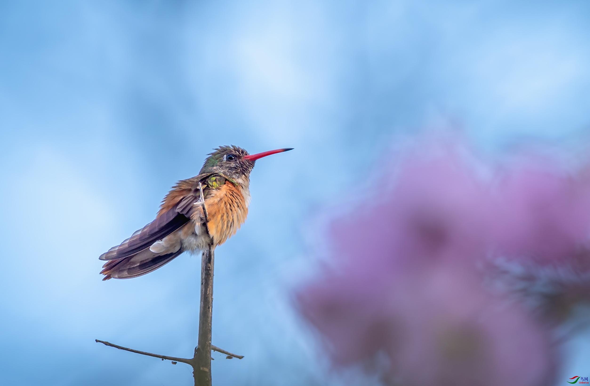 63_WZW2879-w�޷���.jpg