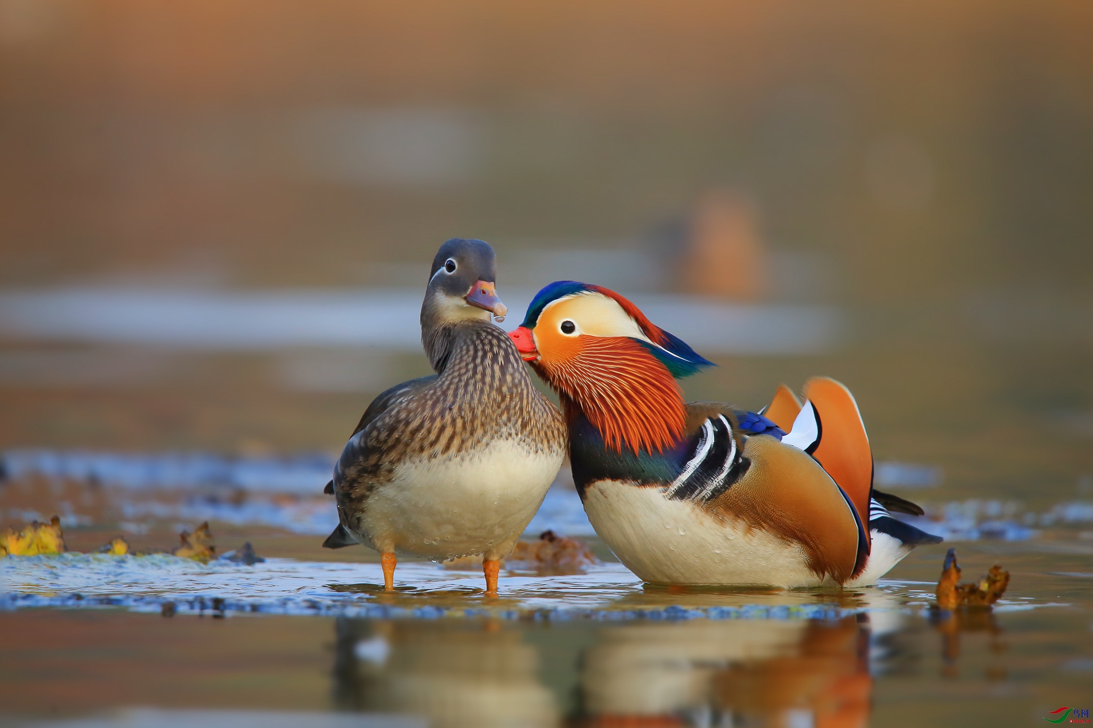 相爱的一对鸳鸯