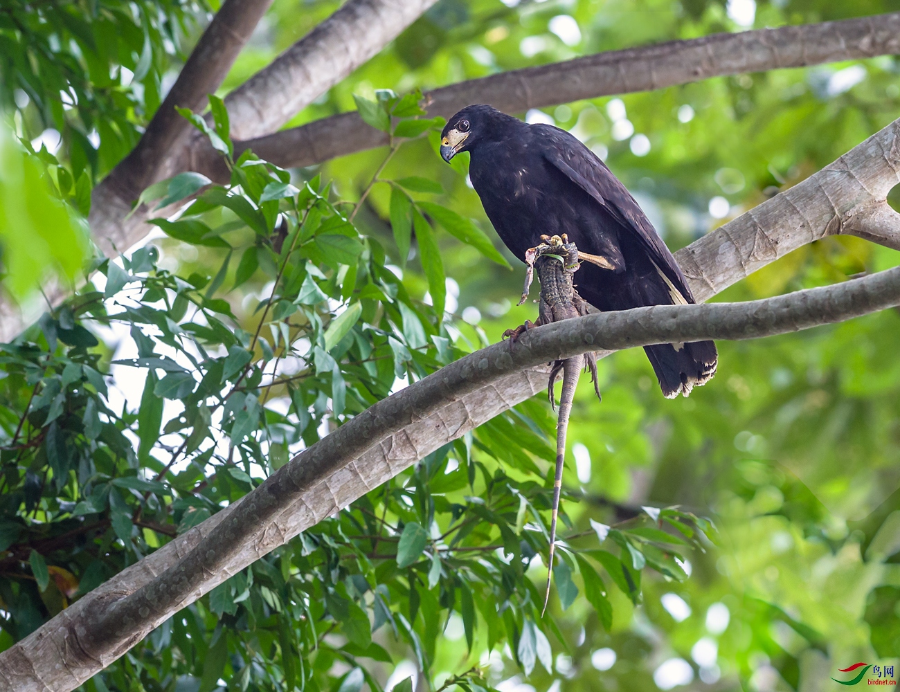 74_WBO5688-w��ڼ�