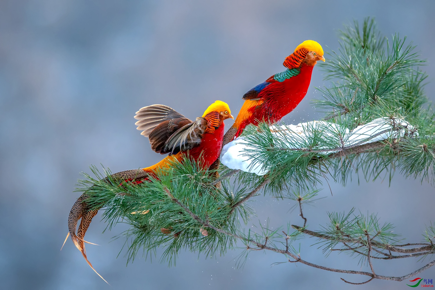 甘山 火凤凰(祝贺荣获首页鸟类精华)