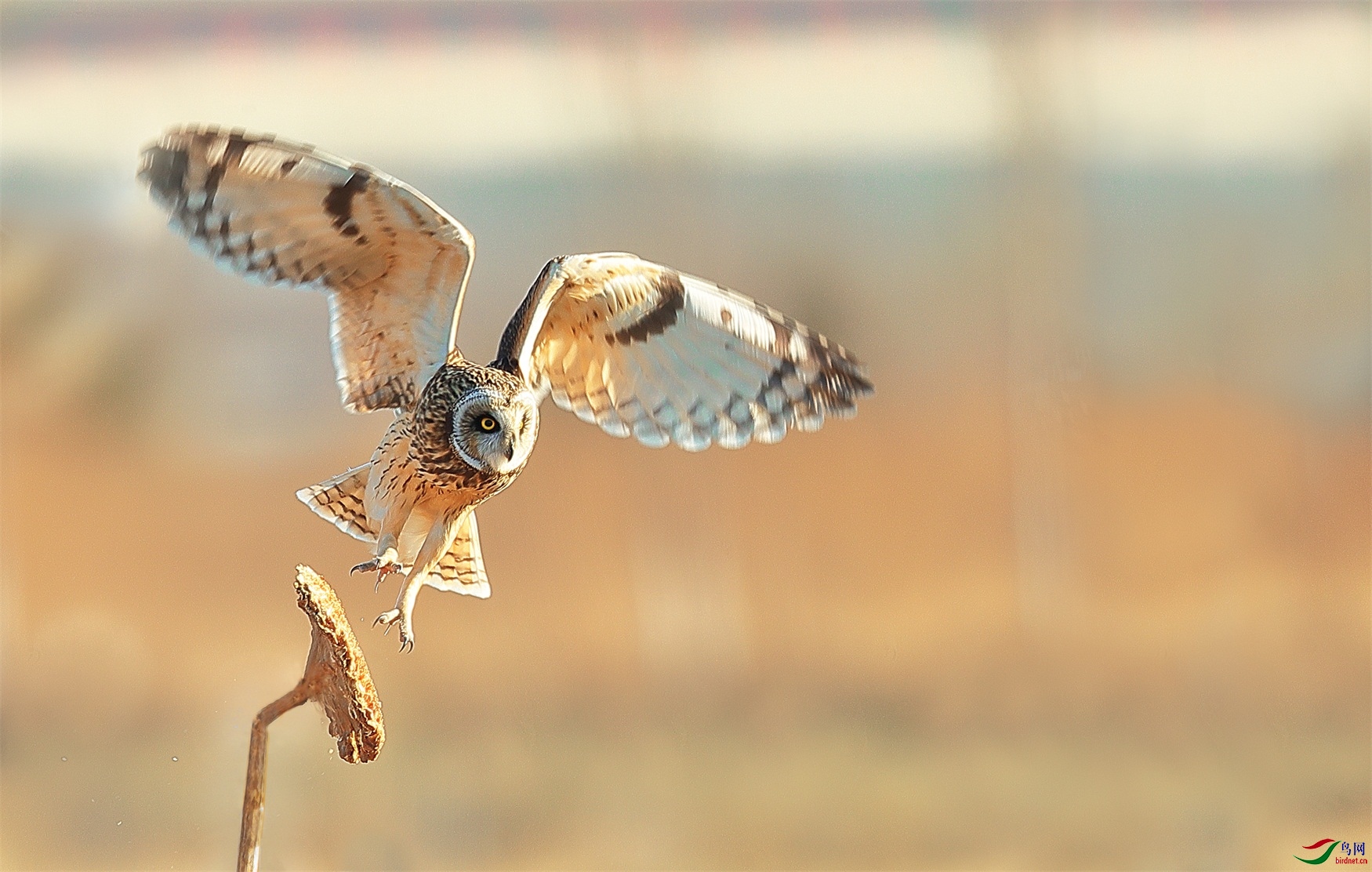 9 - ����.jpg