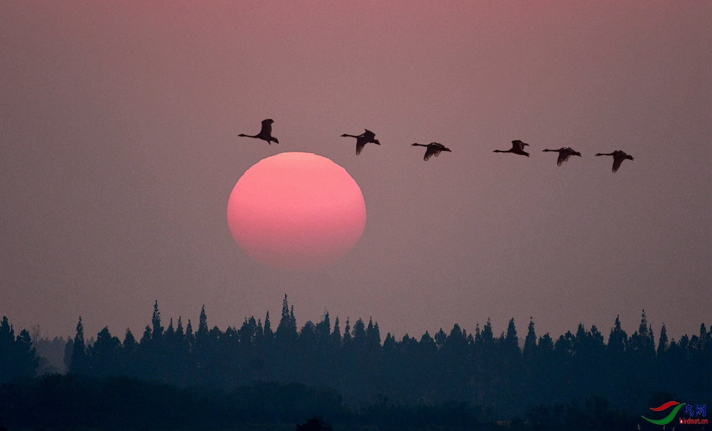 Ϧ������