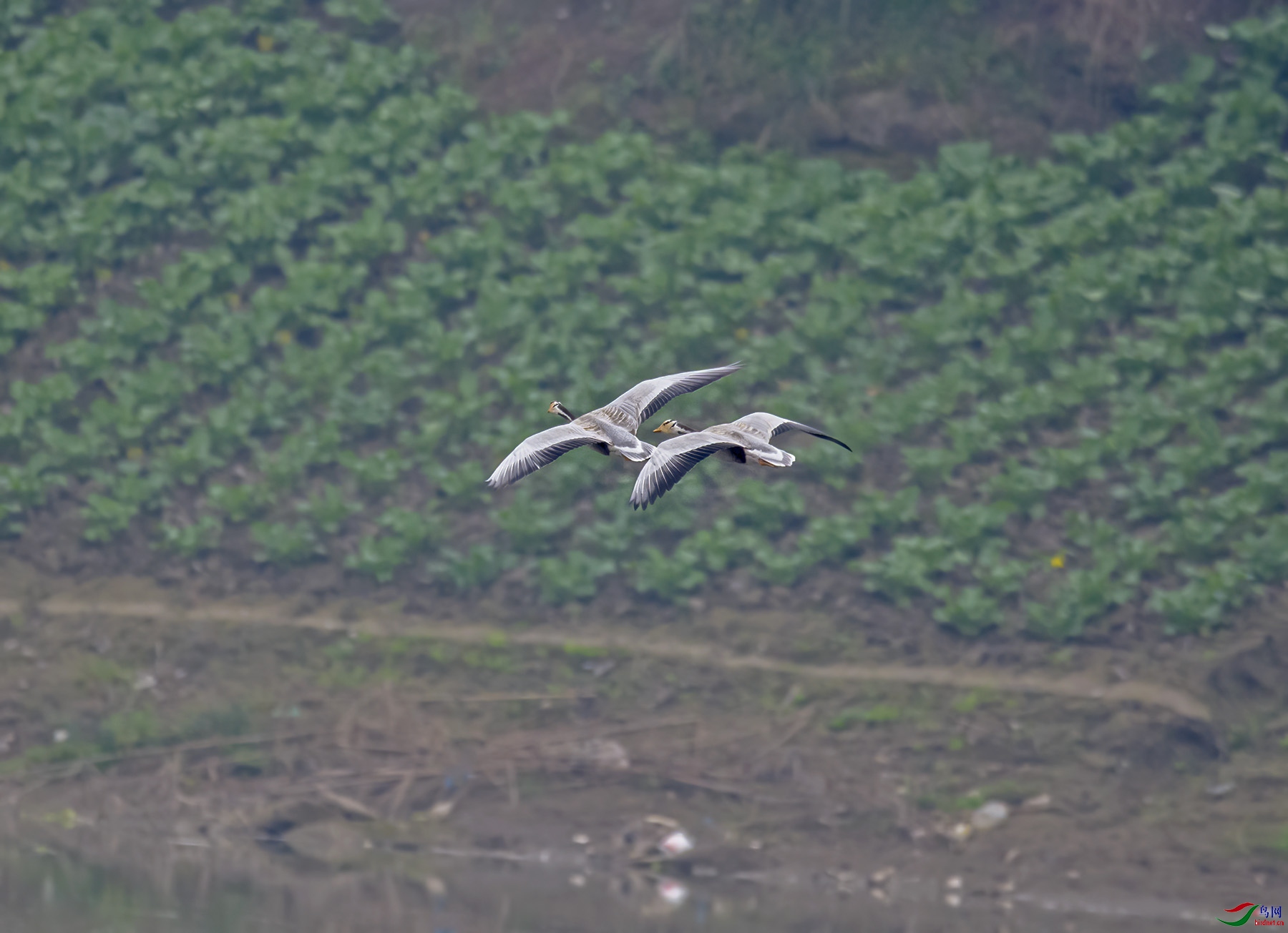 DSC_8113.jpg