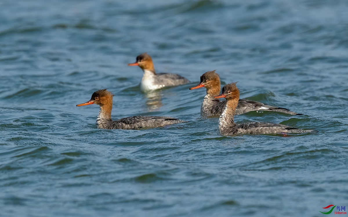 8278-�� (1 - 1).jpg