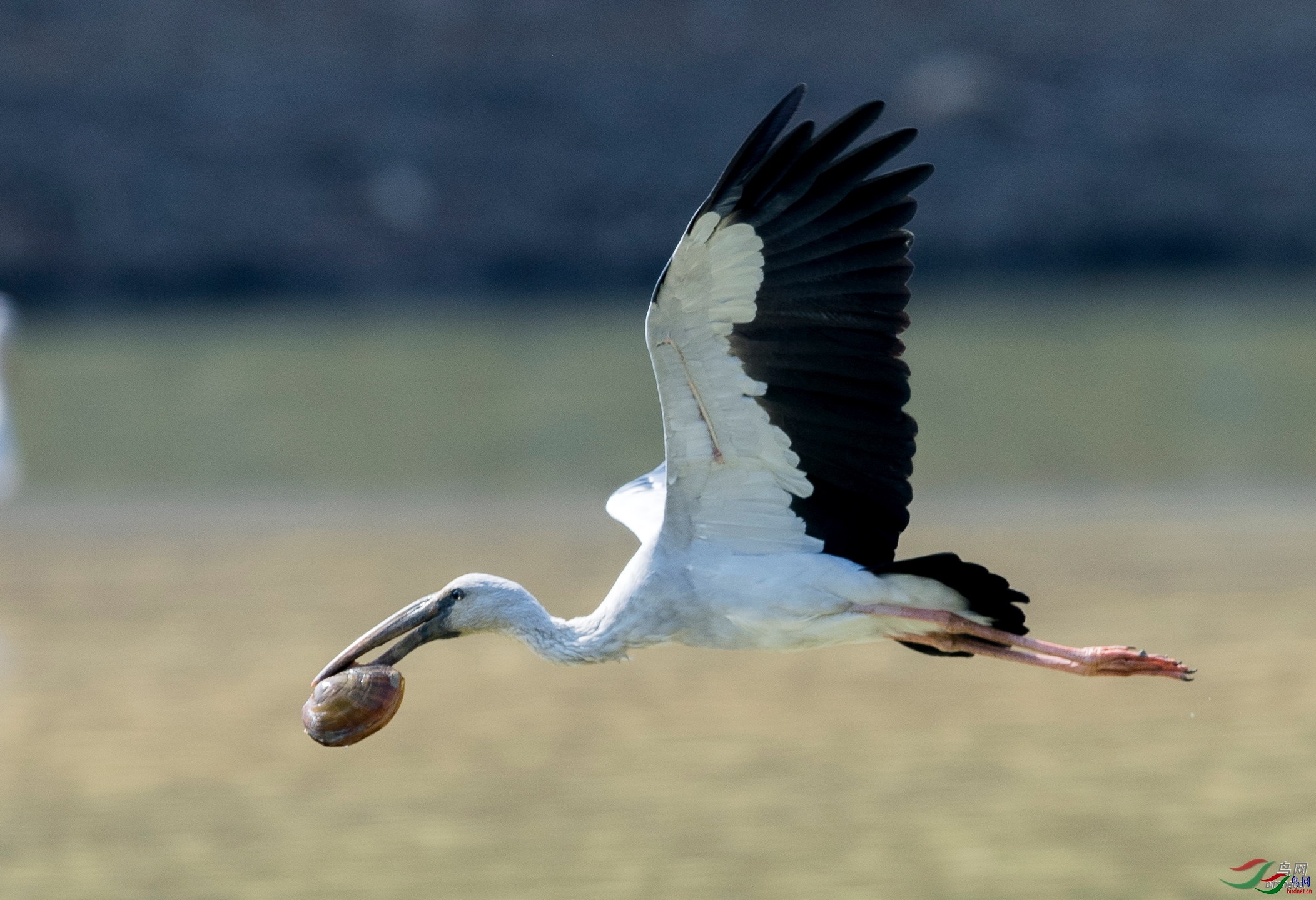 lsn77766 ��ʦ�����ڹ���׳����������ɫ��.jpg