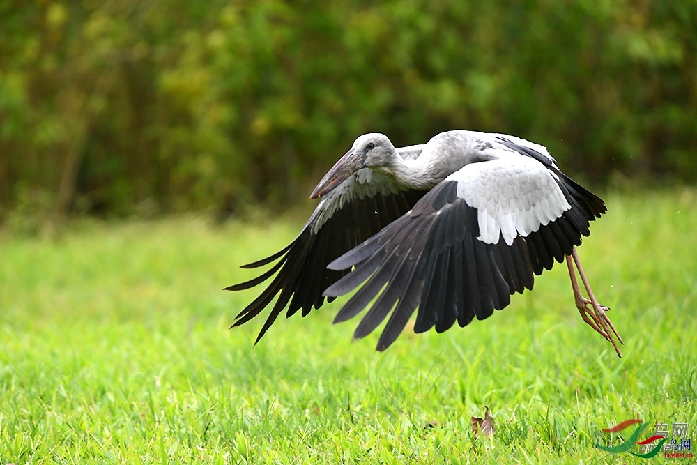 ɭ�� ��ʦ����������ʡ��˫���ɴ���������������.jpg