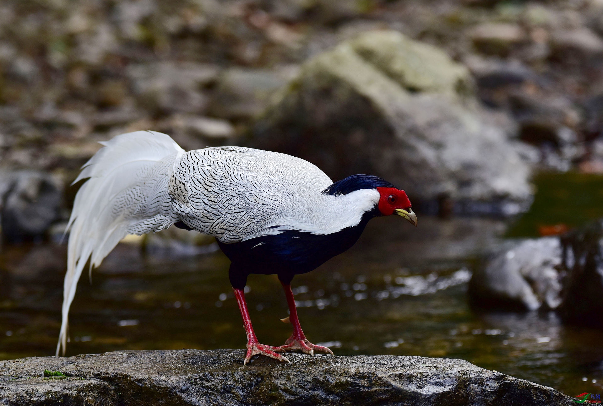 论坛 69 主题区 69 野生鸟类 69 白鹇