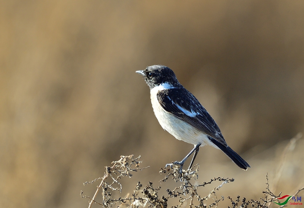 DSC_3380_02.JPG
