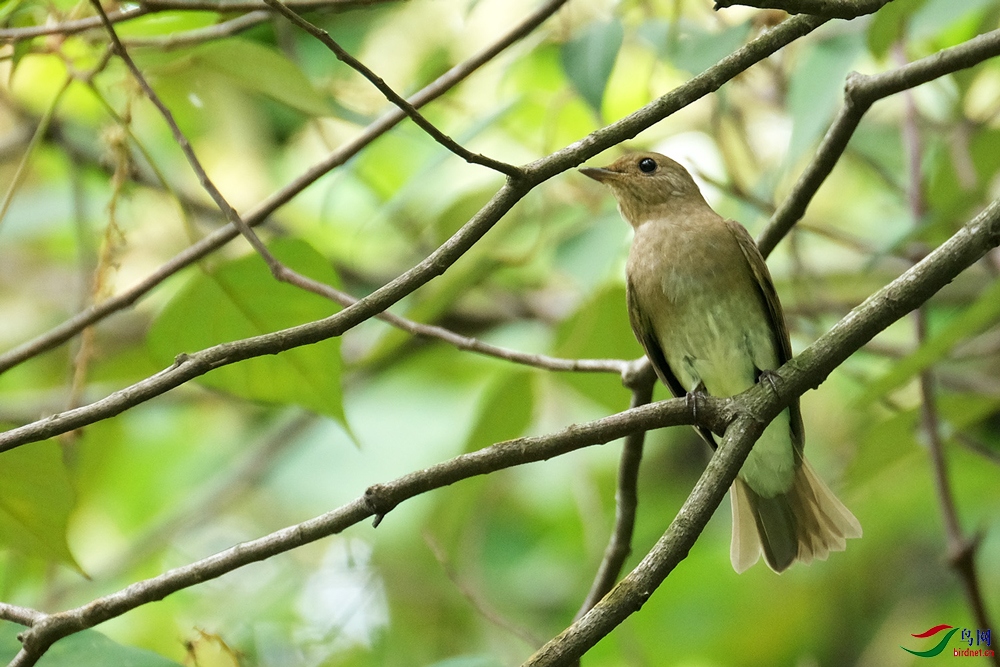 DSCF3700-琉璃蓝鹟-Zappey's-Flycatcher-20201127-Bukit-Kiara.jpg