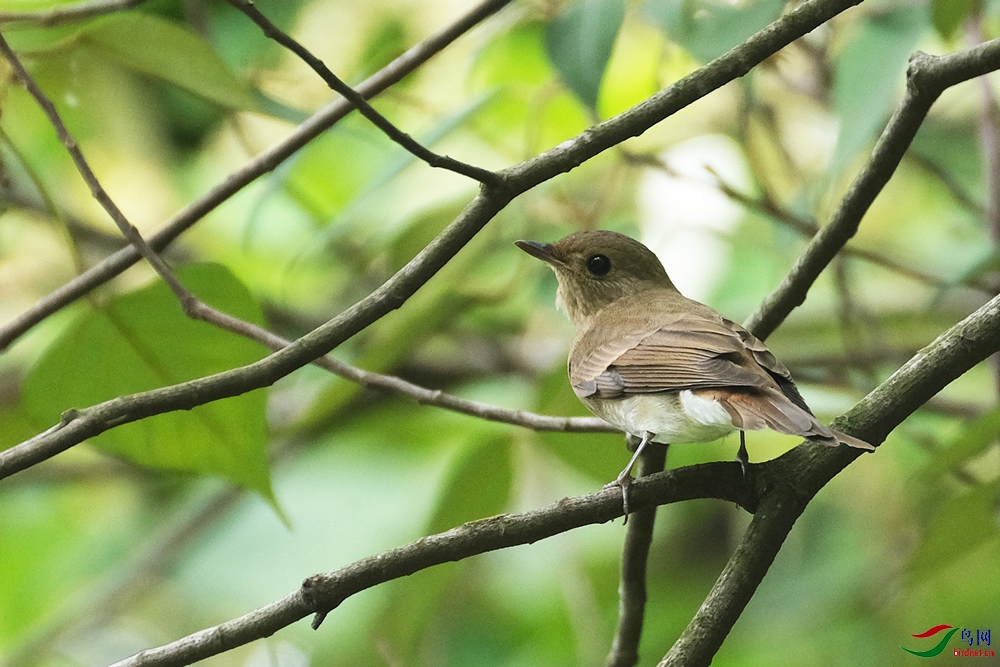 DSCF3708-琉璃蓝鹟-Zappey's-Flycatcher-20201127-Bukit-Kiara.jpg