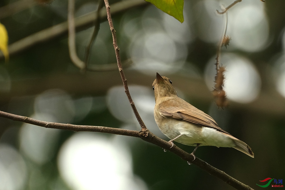 DSCF3888-琉璃蓝鹟-Zappey's-Flycatcher-20201127-Bukit-Kiara.jpg