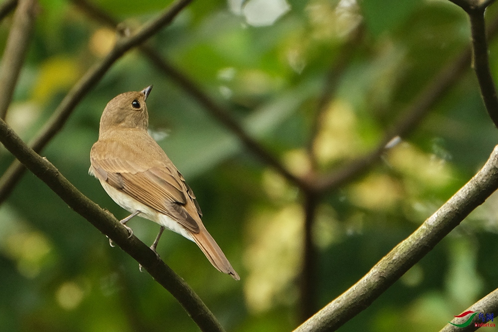 DSCF3957-琉璃蓝鹟-Zappey's-Flycatcher-20201127-Bukit-Kiara.jpg