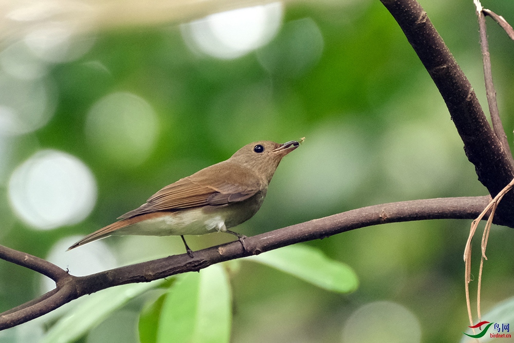 DSCF4006-琉璃蓝鹟-Zappey's-Flycatcher-20201127-Bukit-Kiara.jpg