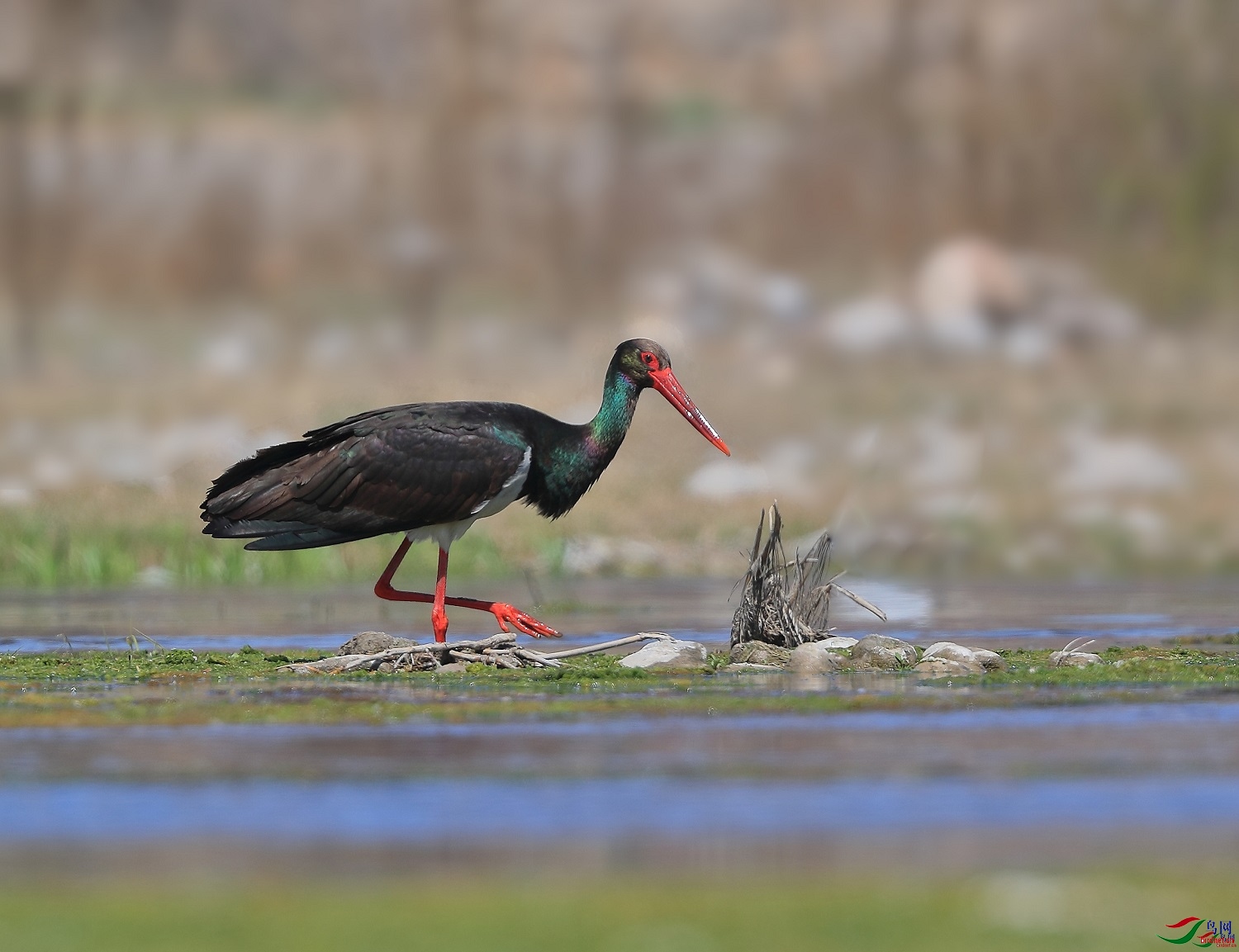 �ǲ�  ��ʦ�����ںӱ�ʡʯ��ׯ��500.jpg