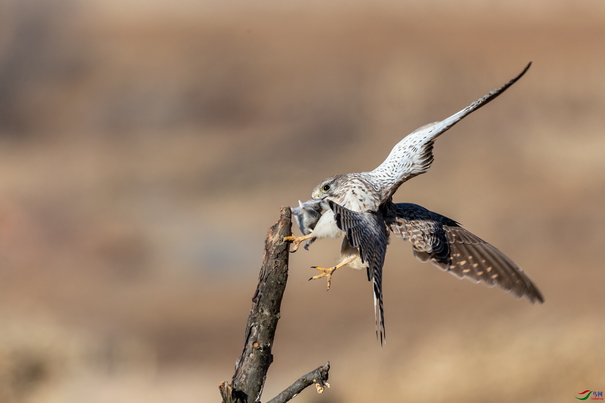 A15J3089-20201210.jpg