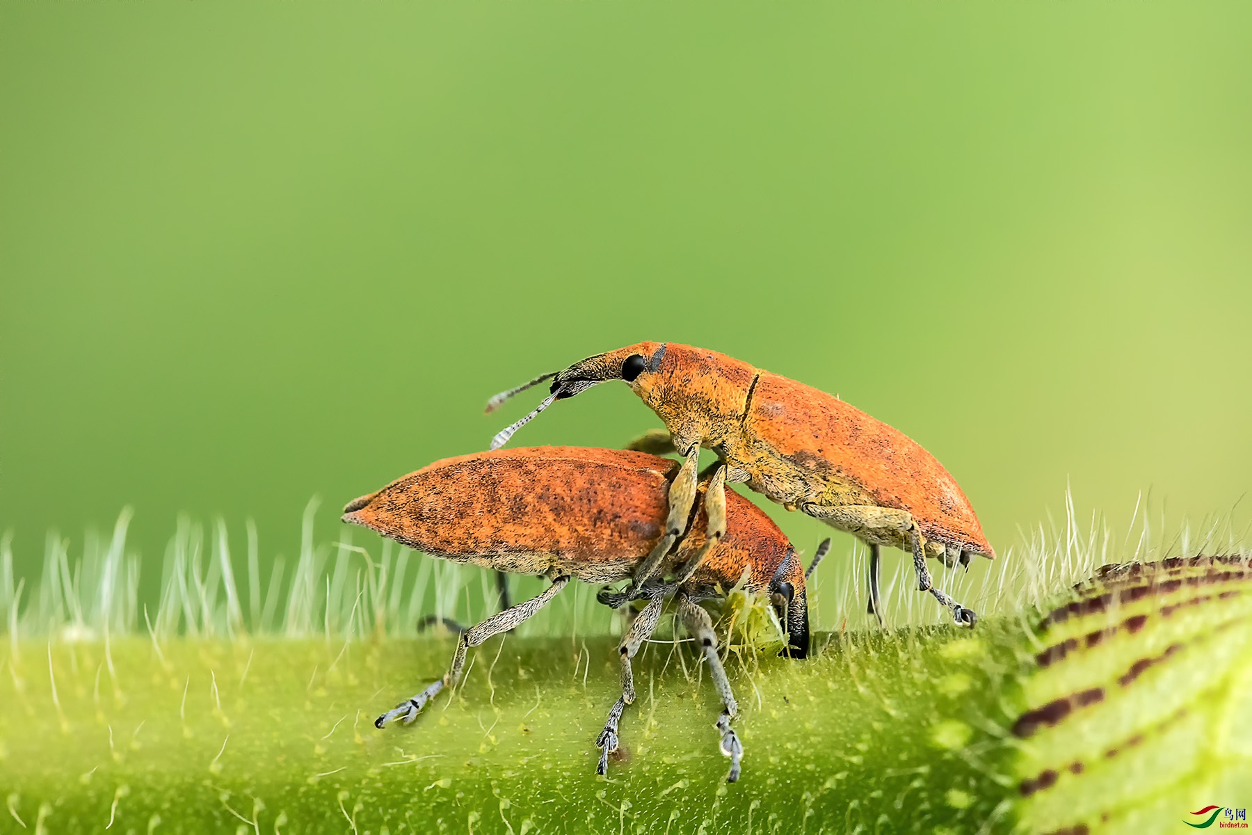 ����İ���������֮��