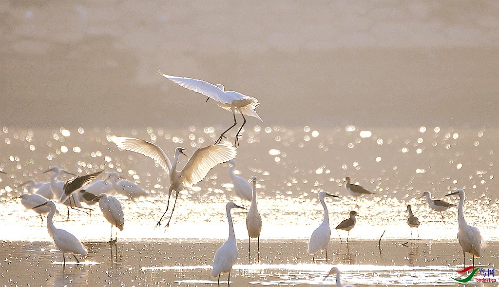 ���ֵ��糿