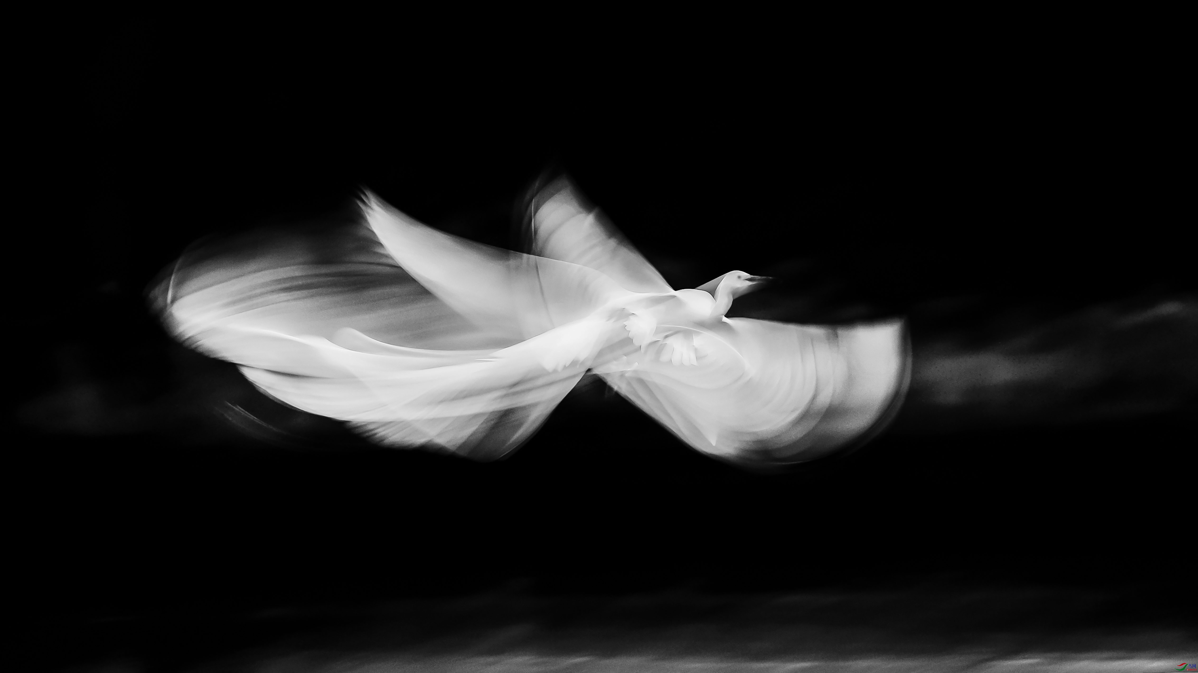 [鸟类] 飞天------祝贺荣获首页黑白影像精华!