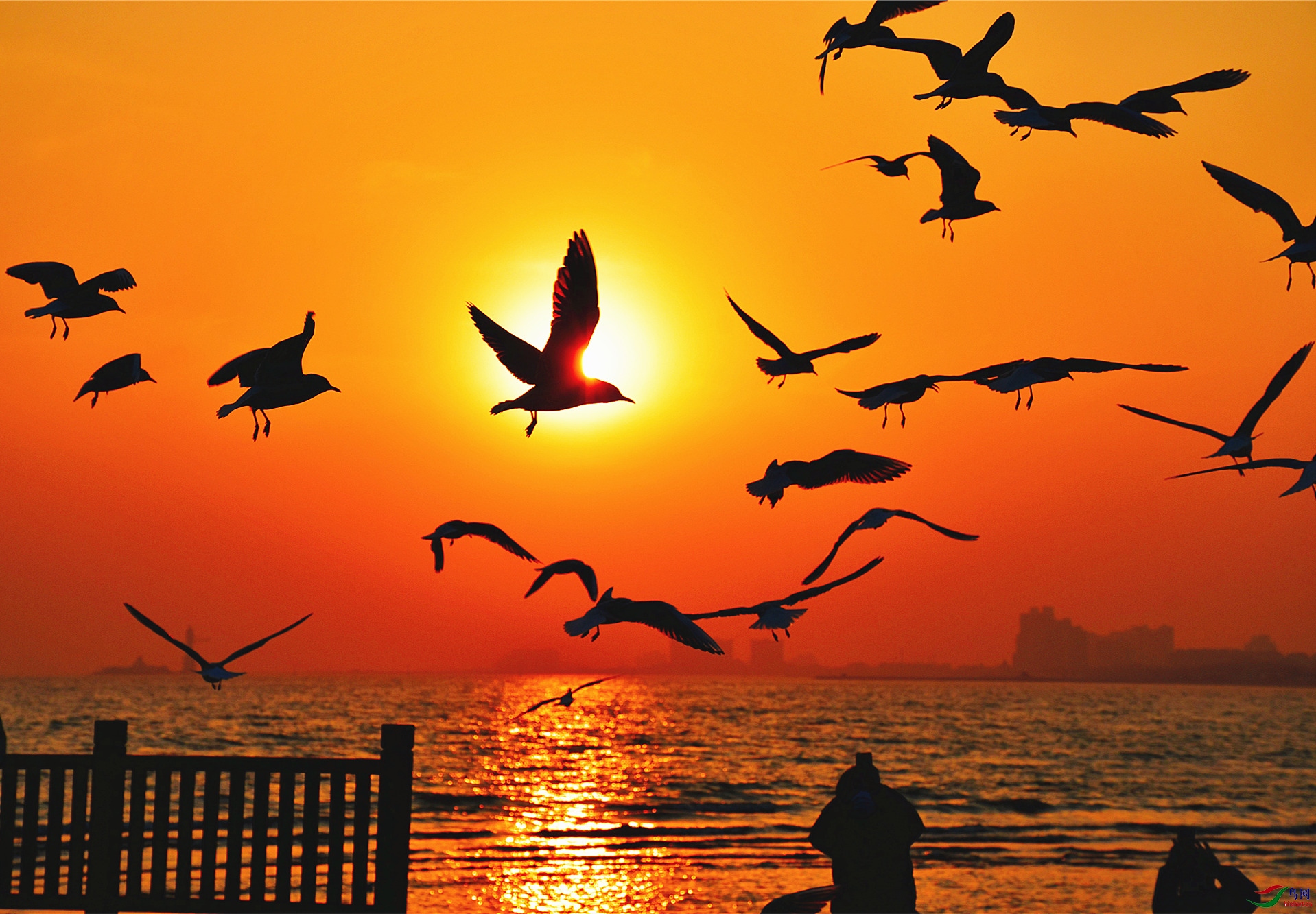 海鸥衔夕阳