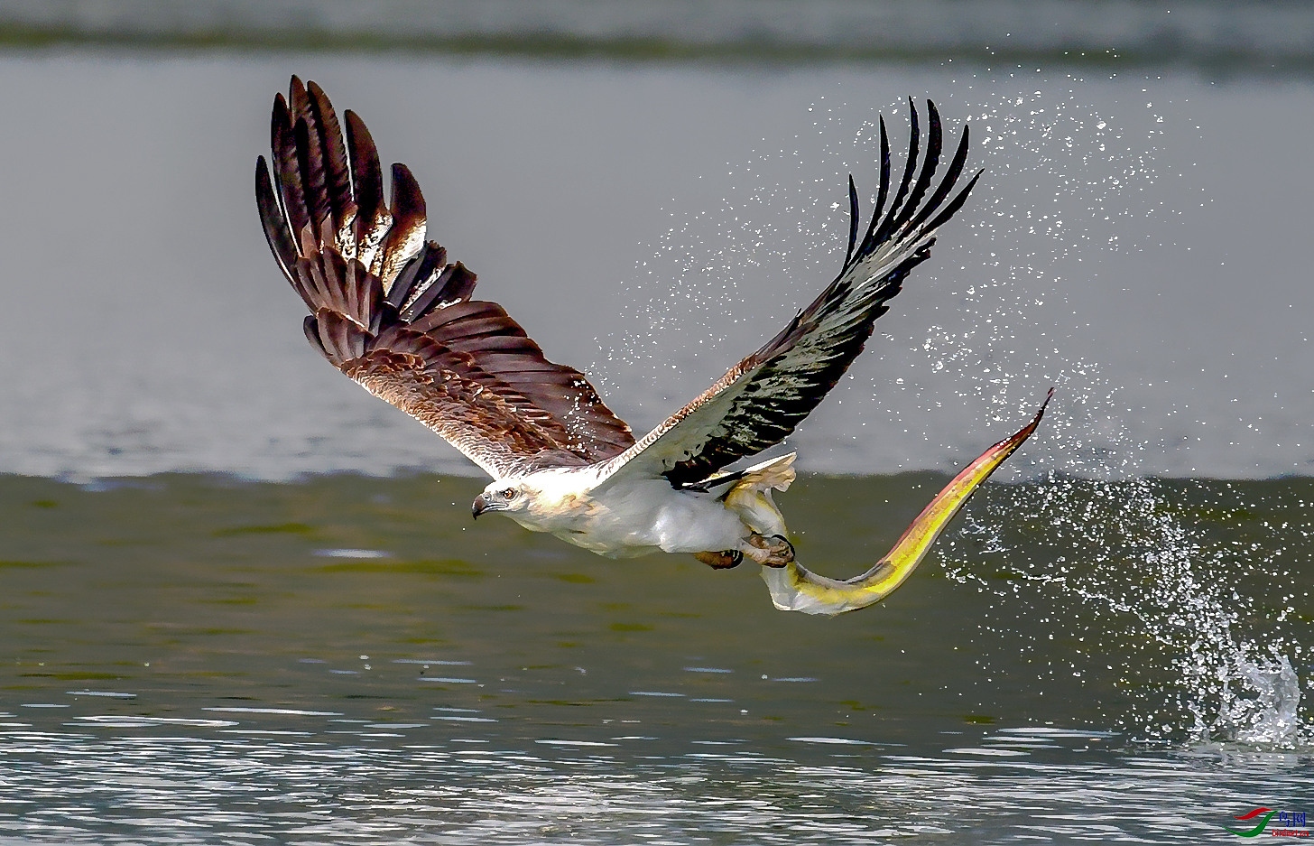 白腹海雕【恭喜榮獲鳥類首頁精華】【恭喜榮獲首頁鳥類精華】