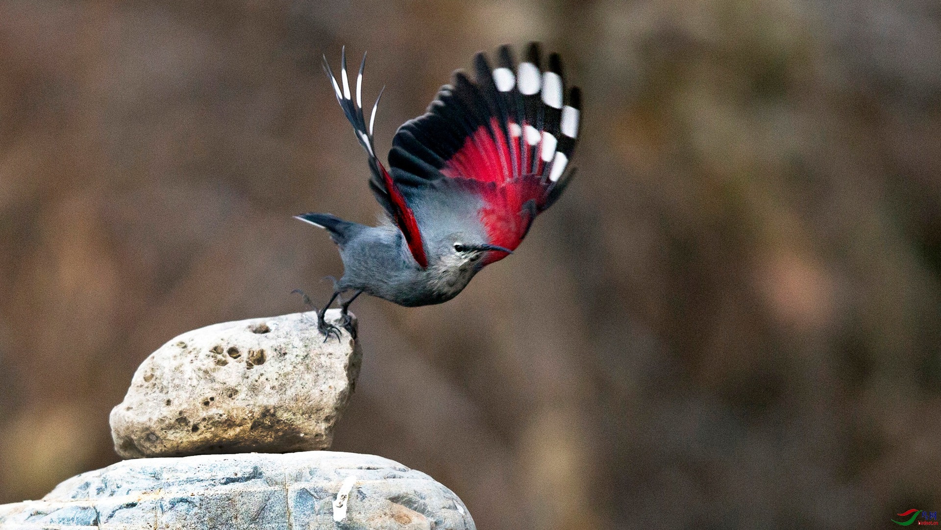 BW4Q9272 - ���� - ����.jpg