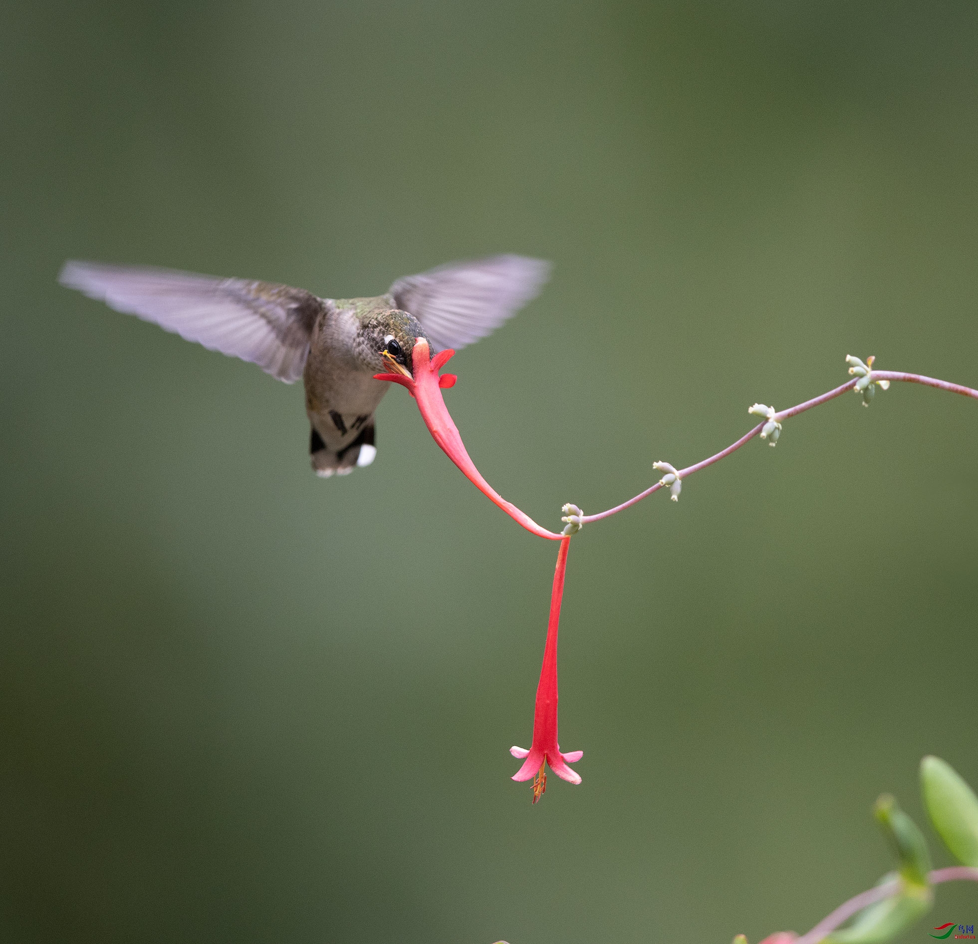 红喉蜂鸟的夏日