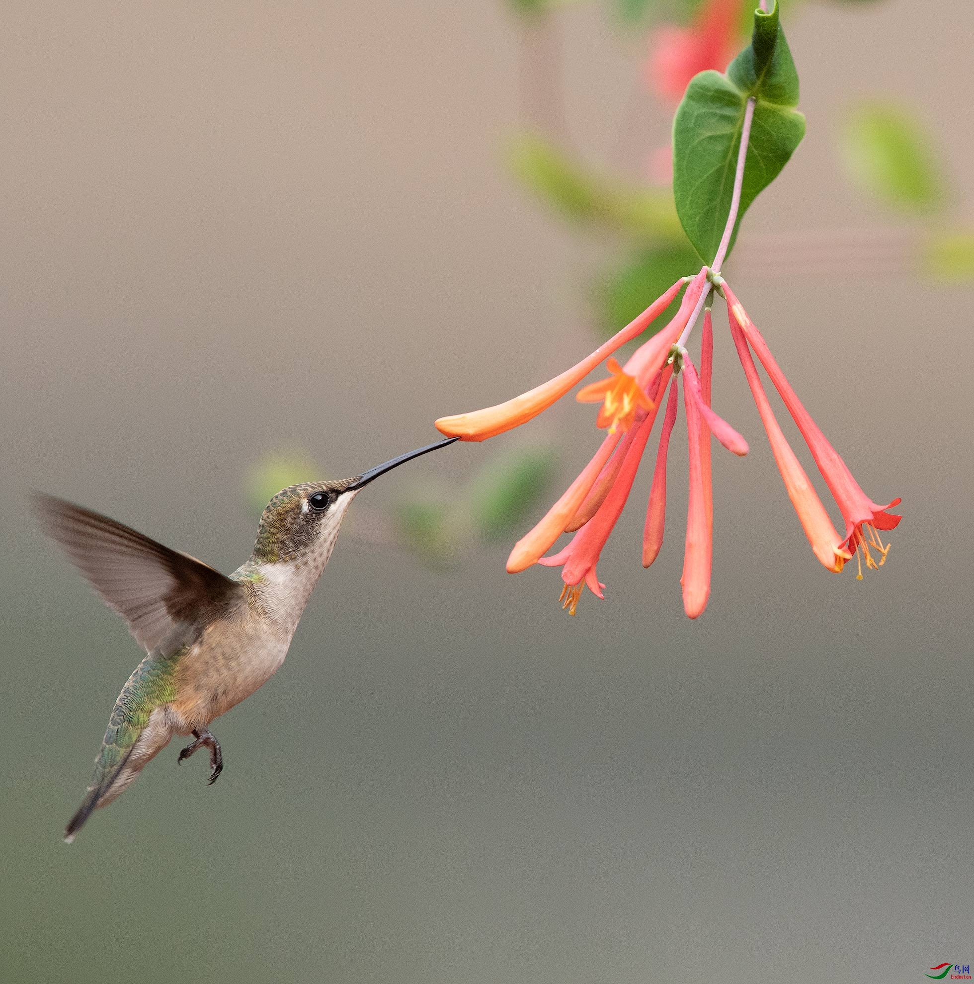 红喉蜂鸟的夏日