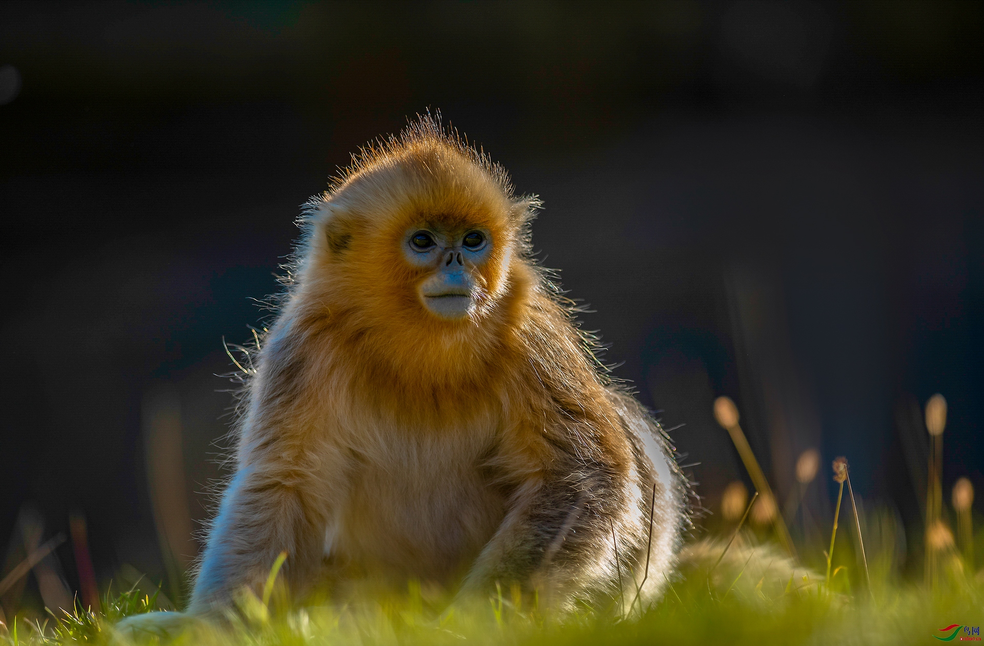 DSC_928011111.jpg