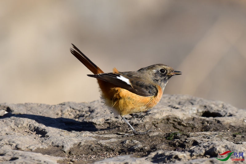 �Ƹ�ɽȸ (2).jpg