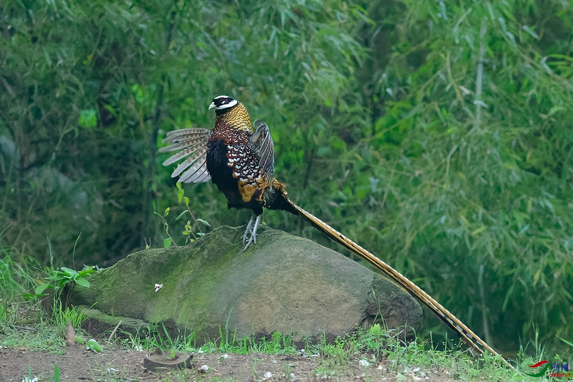 DSC_9767_DxOa.jpg