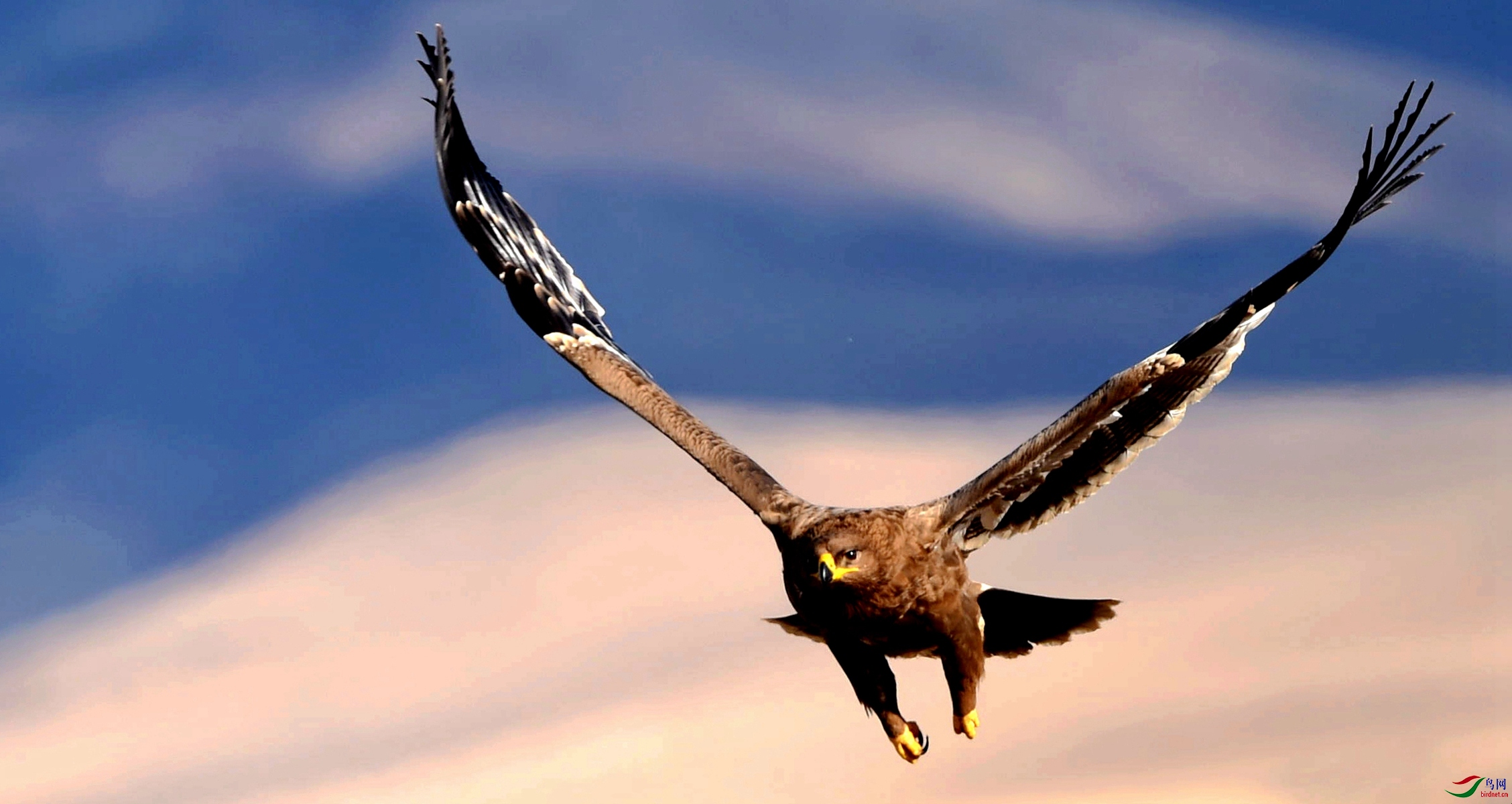 草原雕展翅飞翔