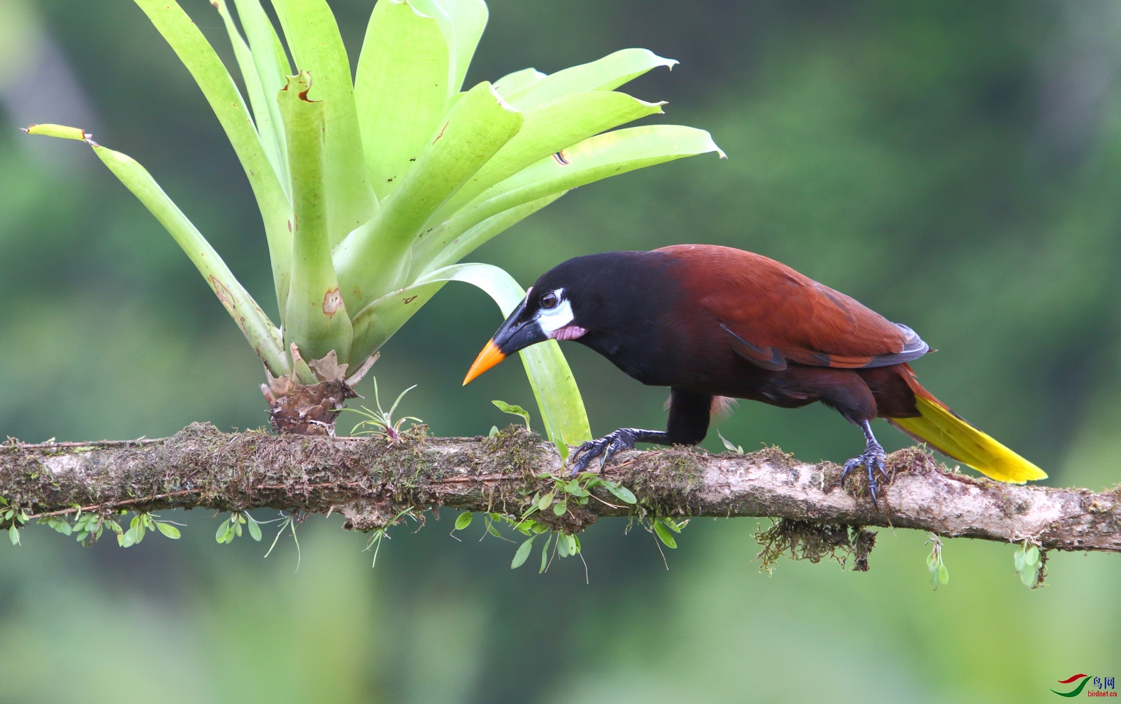 褐拟棕鸟(获首页鸟类精华)