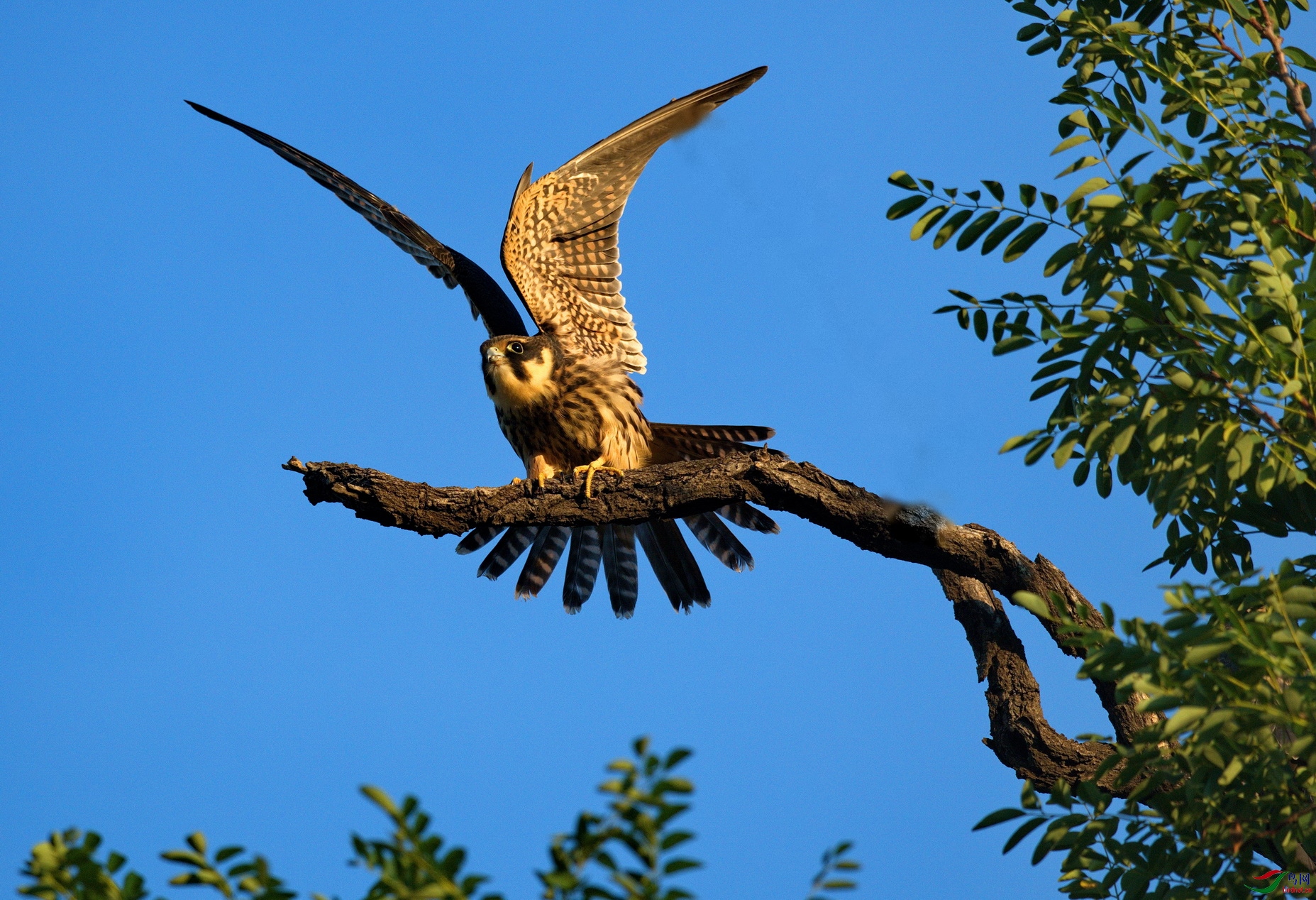 迎风展翅~~小燕隼