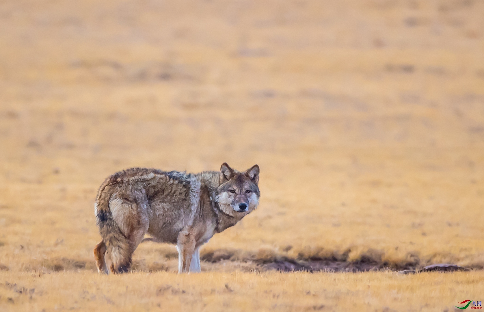 高原狼(祝贺荣获首页精华)