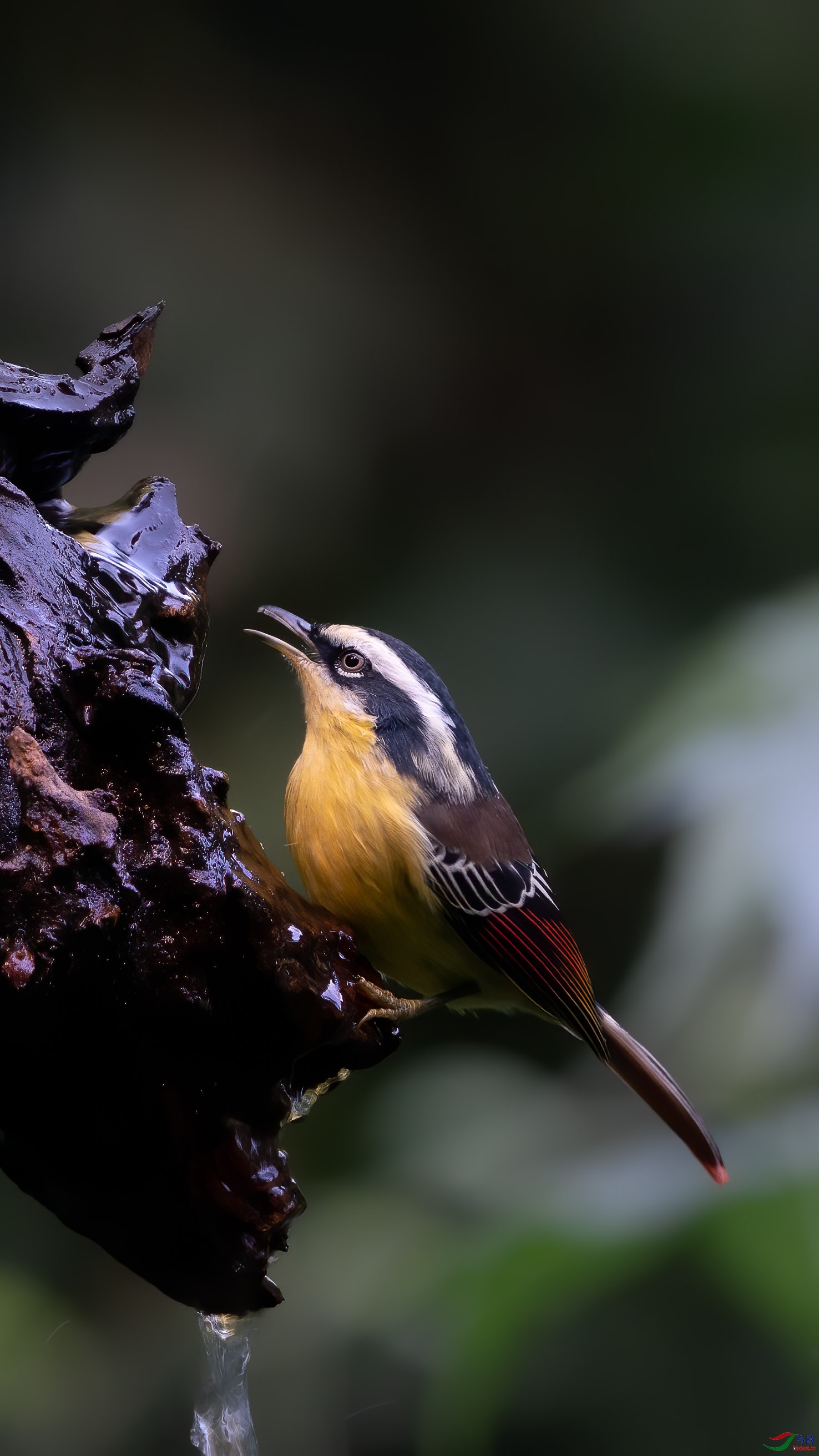 索尼a9 fe200-600拍呆鸟,顺便建了个群,供大家交流.qq群号:1055891185