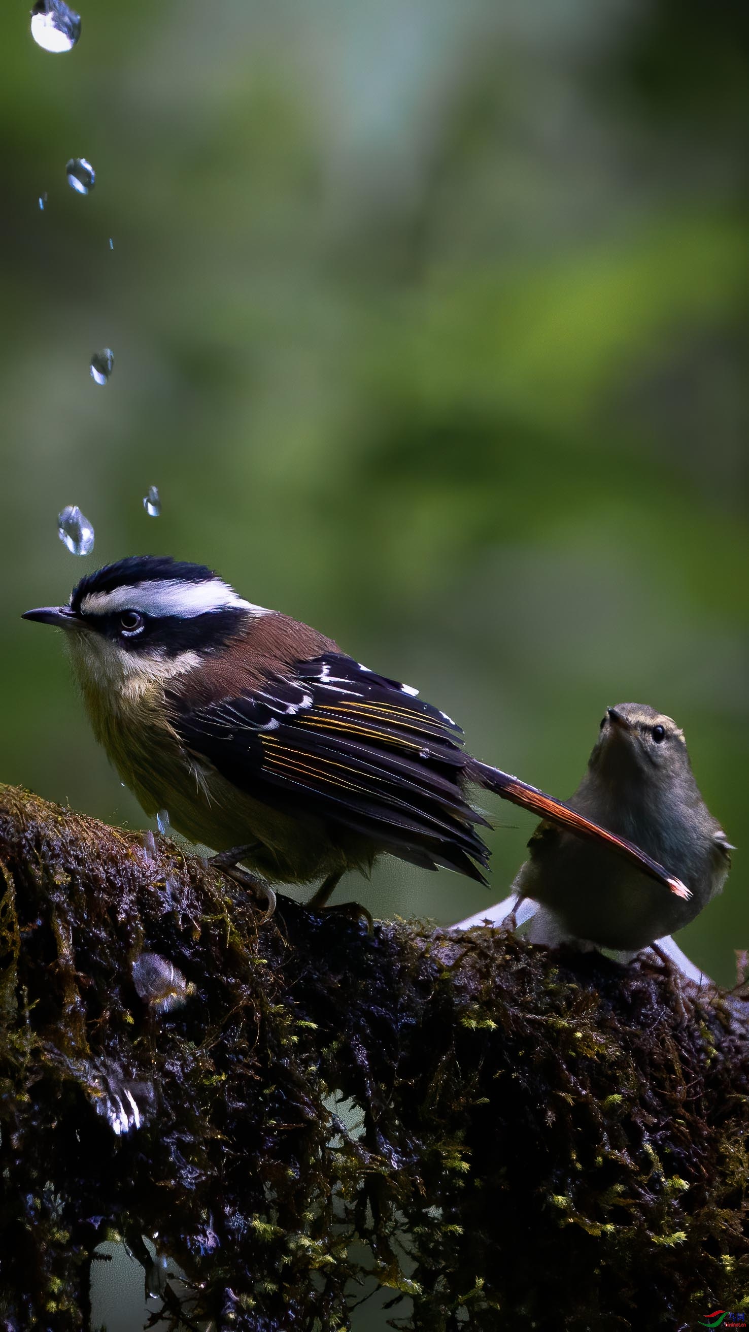 索尼a9 fe200-600拍呆鸟,顺便建了个群,供大家交流.qq群号:1055891185