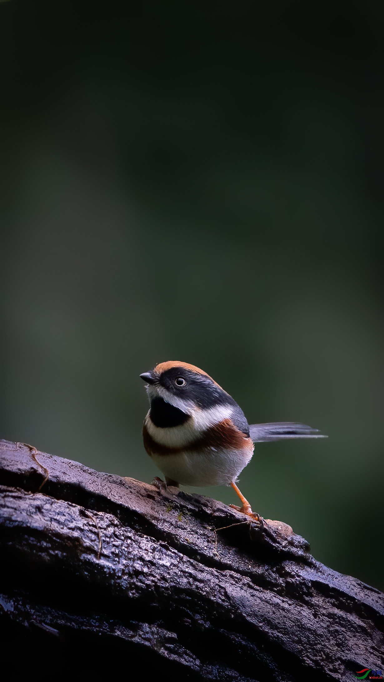 索尼a9 fe200-600拍呆鸟,顺便建了个群,供大家交流.qq群号:1055891185