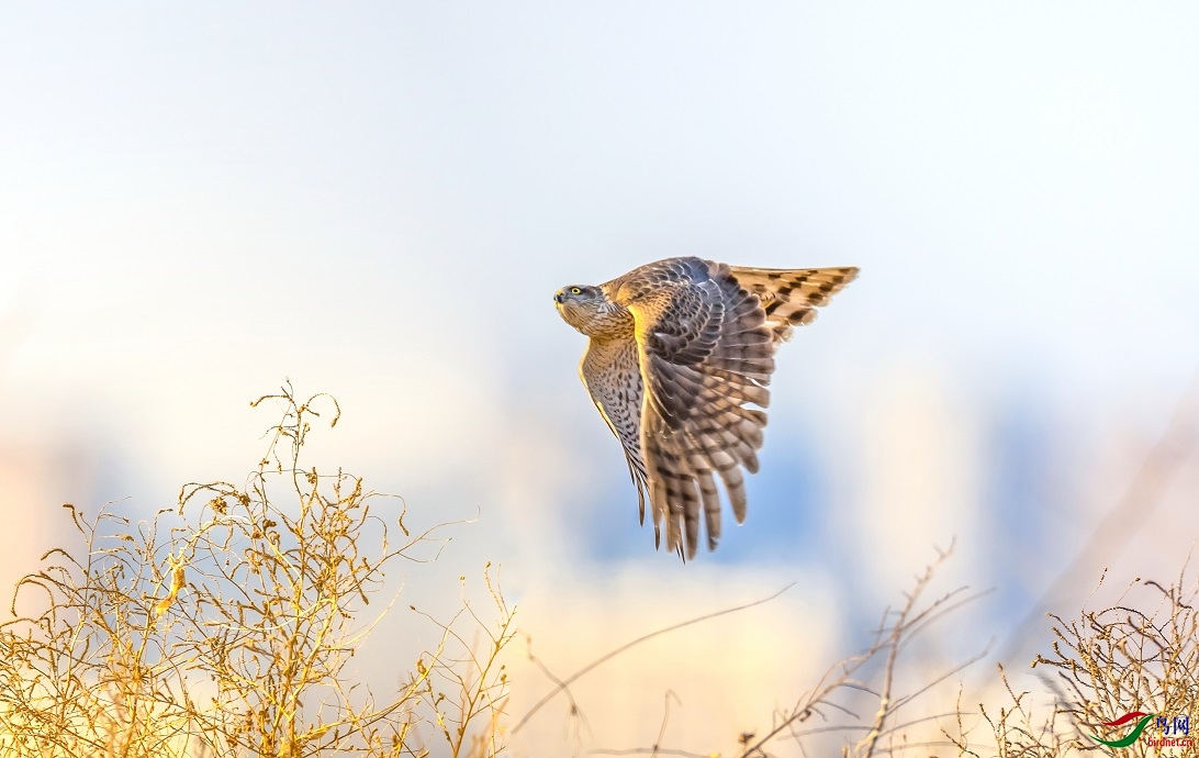 ����Ŀ��