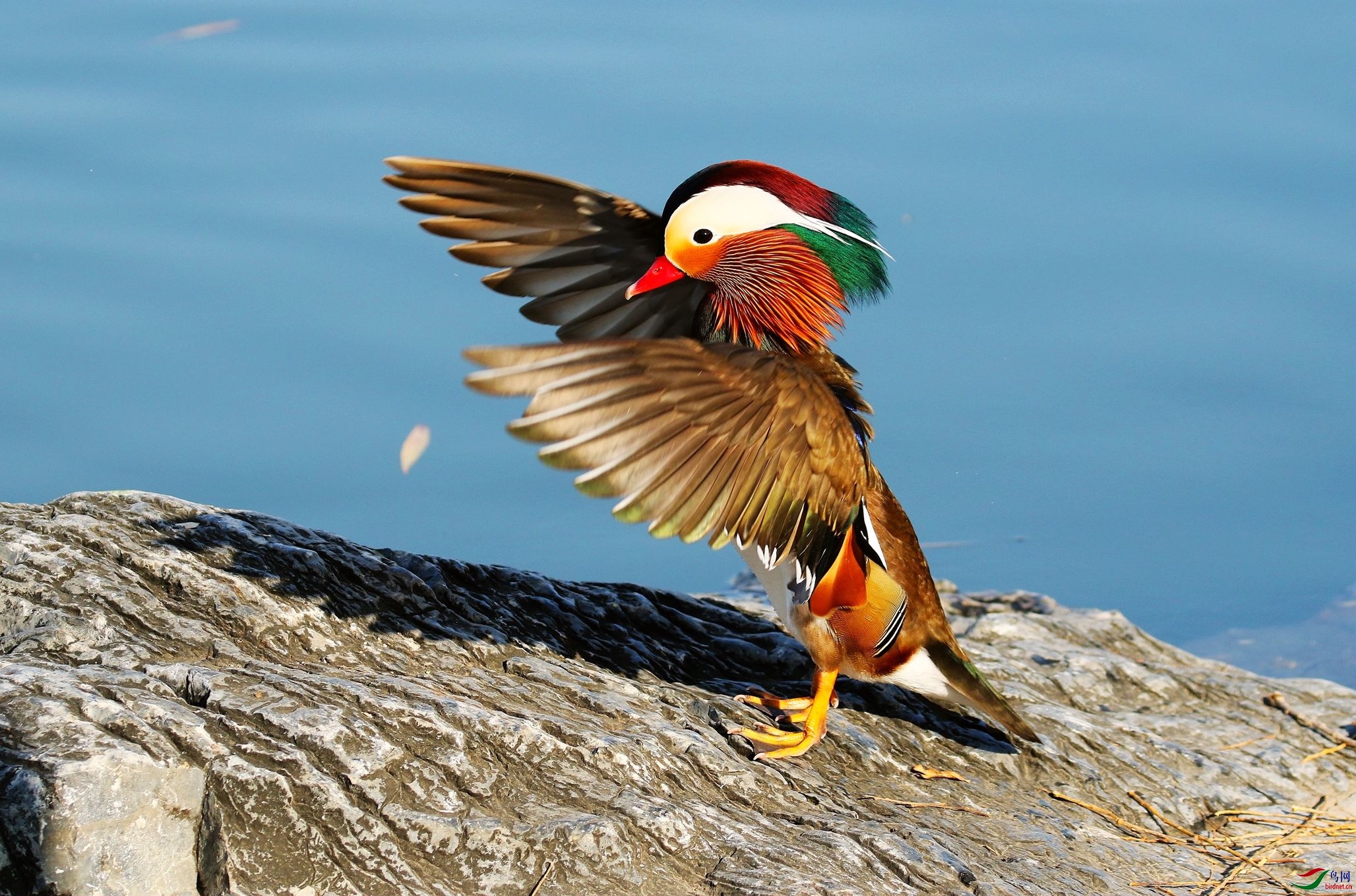 岩石上舞翅的鸳鸯