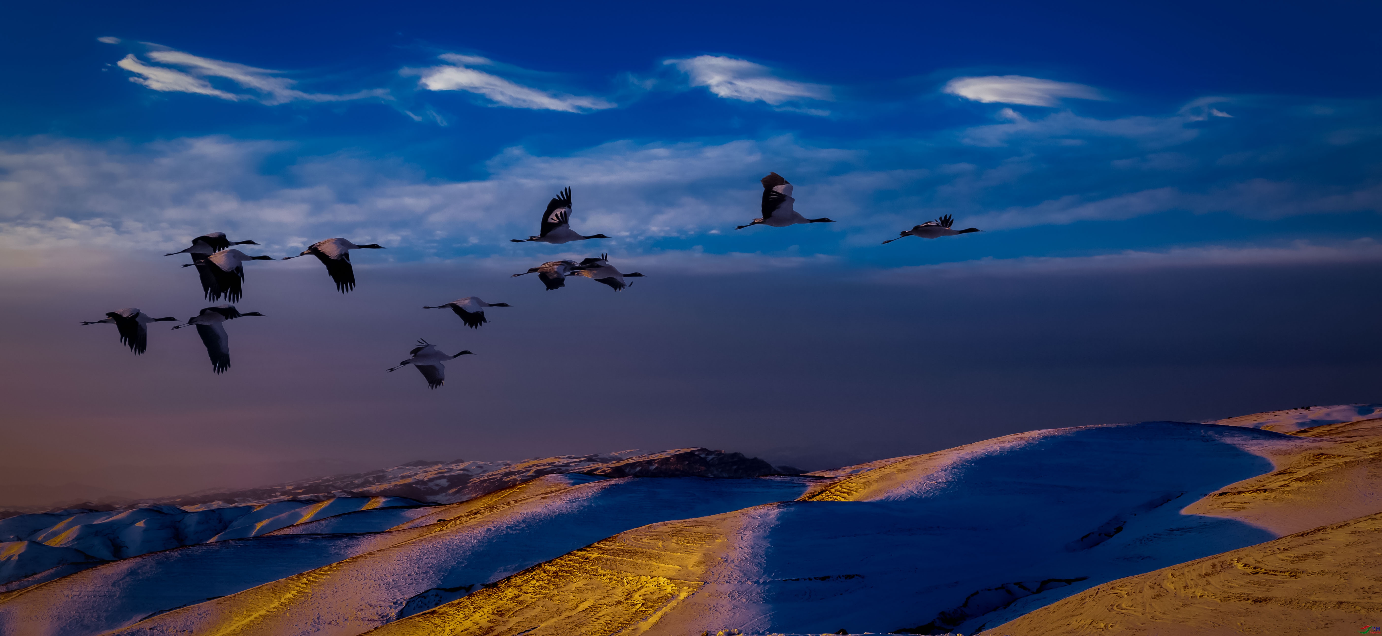 野生动物摄影与摄像孰轻孰重