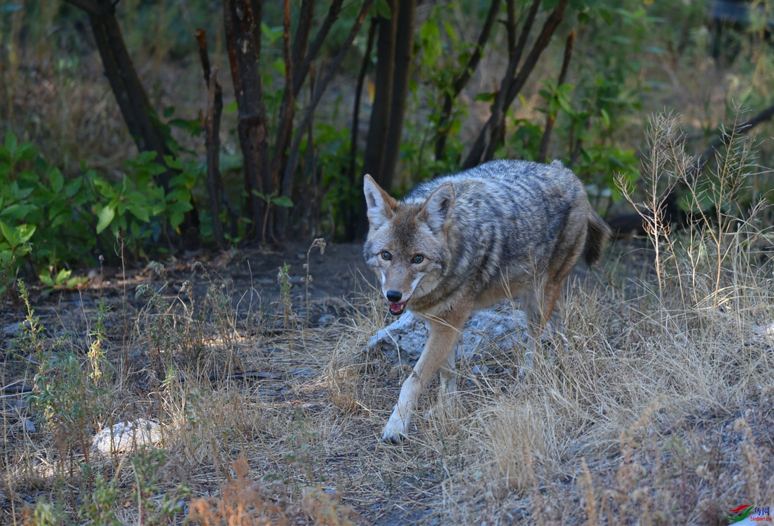 [哺乳] 北美郊狼----祝贺老师作品荣获野生动物本版佳作!