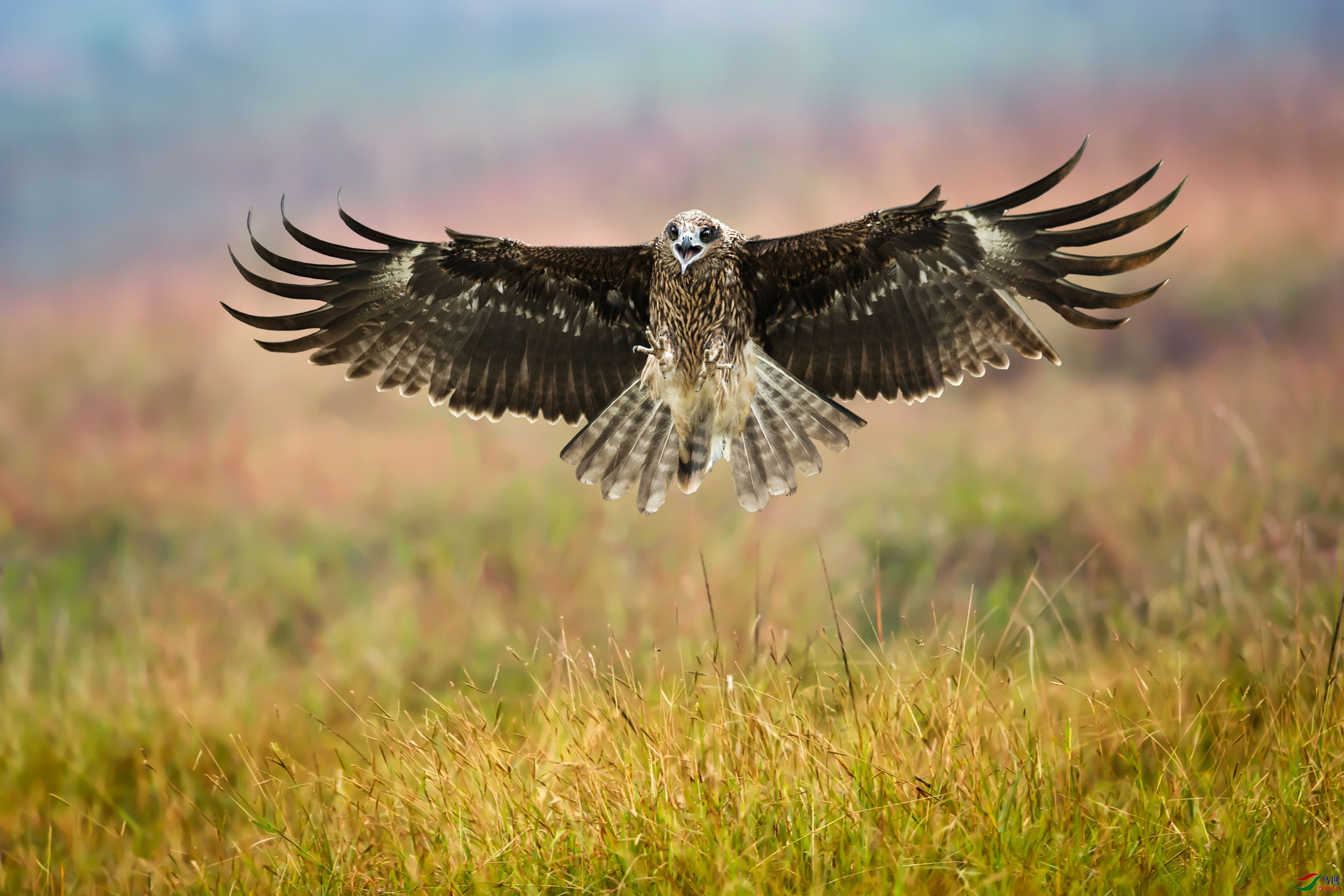 麻鹰展翅