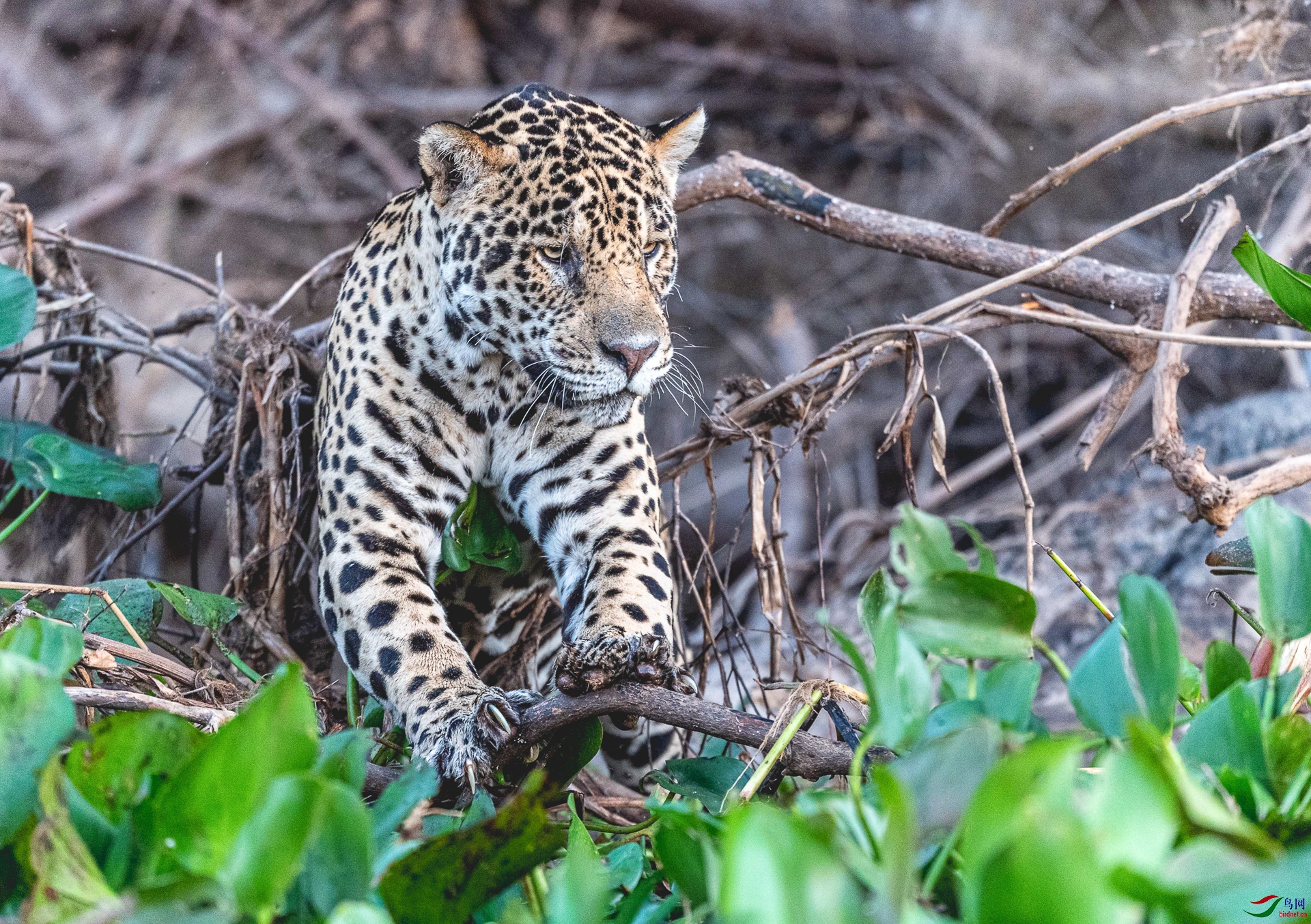 伺机而动——美洲豹