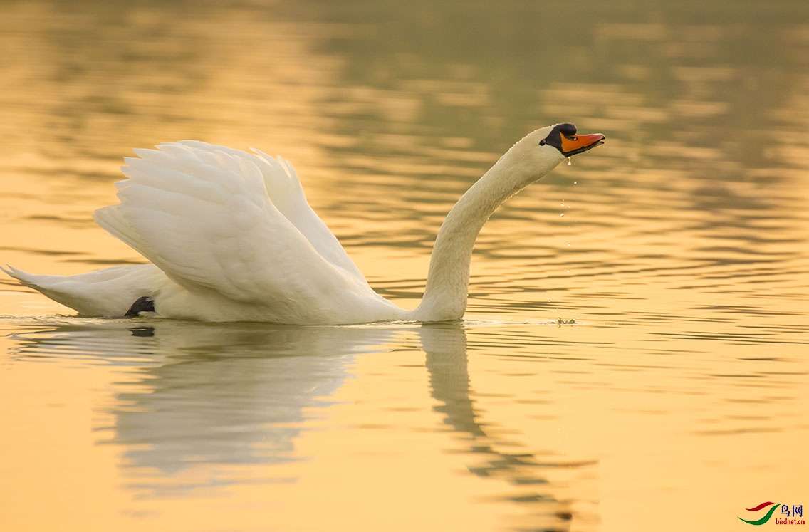 Ϧ���µ�������