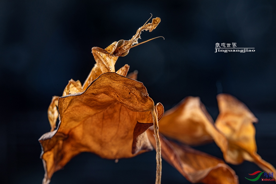 0d041dbc82db837f9434f8c5aae31a6.jpg
