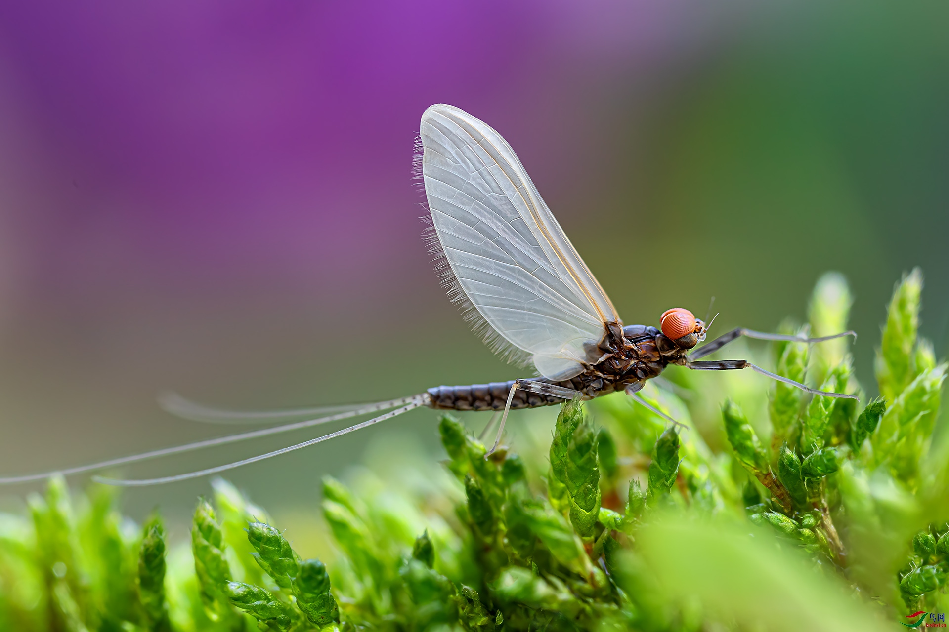 蜉蝣【贺获首页精华】